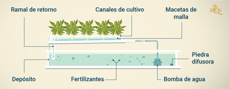 descubre el sistema de aquaponia que conecta peces y plantas en un ciclo cerrado