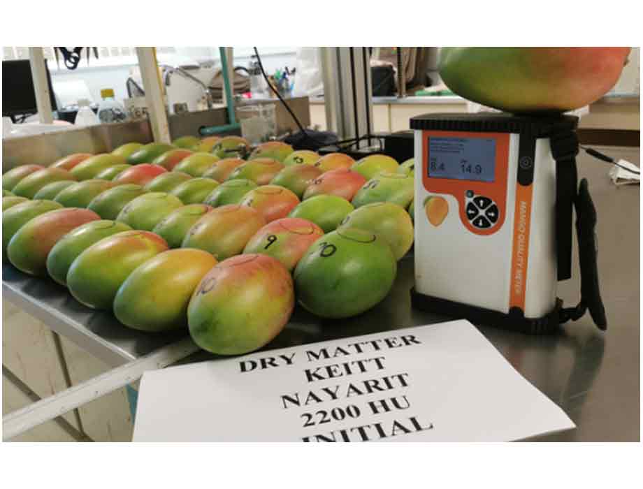 Mango Life: el pionero en seguros digitales en México