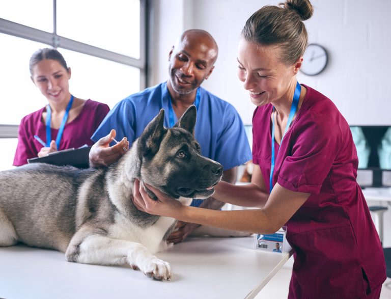 Colombia Capital 36 sueldos de veterinarios en colombia hasta 3 millones